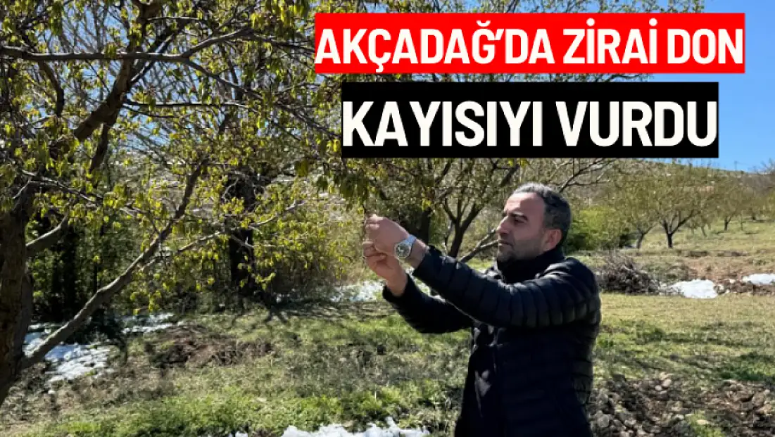 Akçadağ'da zirai don kayısıyı vurdu