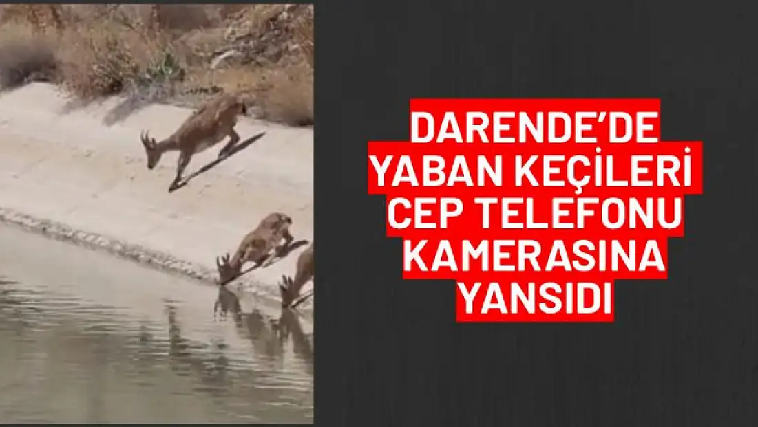 Darende’de Yaban Keçileri Cep Telefonu Kamerasına Yansıdı