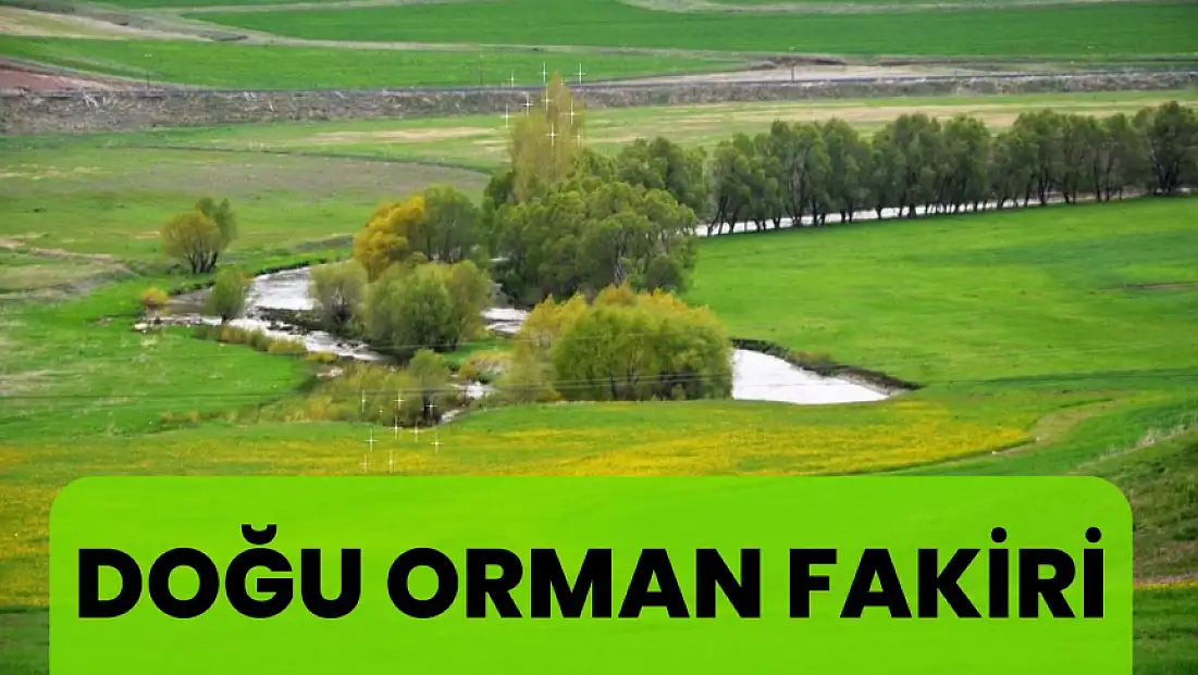 Doğu orman fakiri