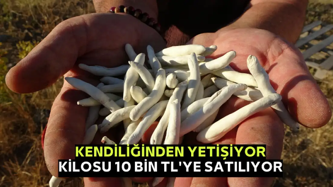 Kendiliğinden yetişiyor, kilosu 10 bin TL'ye satılıyor
