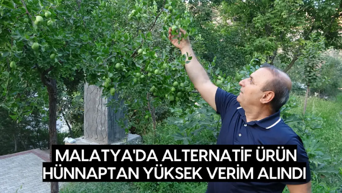 Malatya'da alternatif ürün hünnaptan yüksek verim alındı