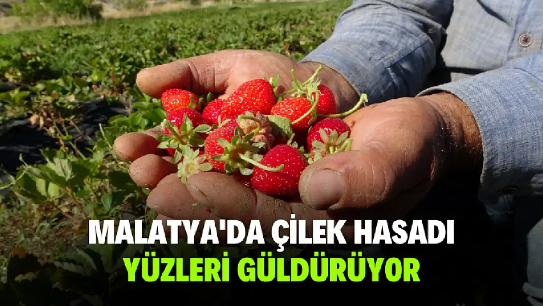 Malatya'da çilek hasadı yüzleri güldürüyor