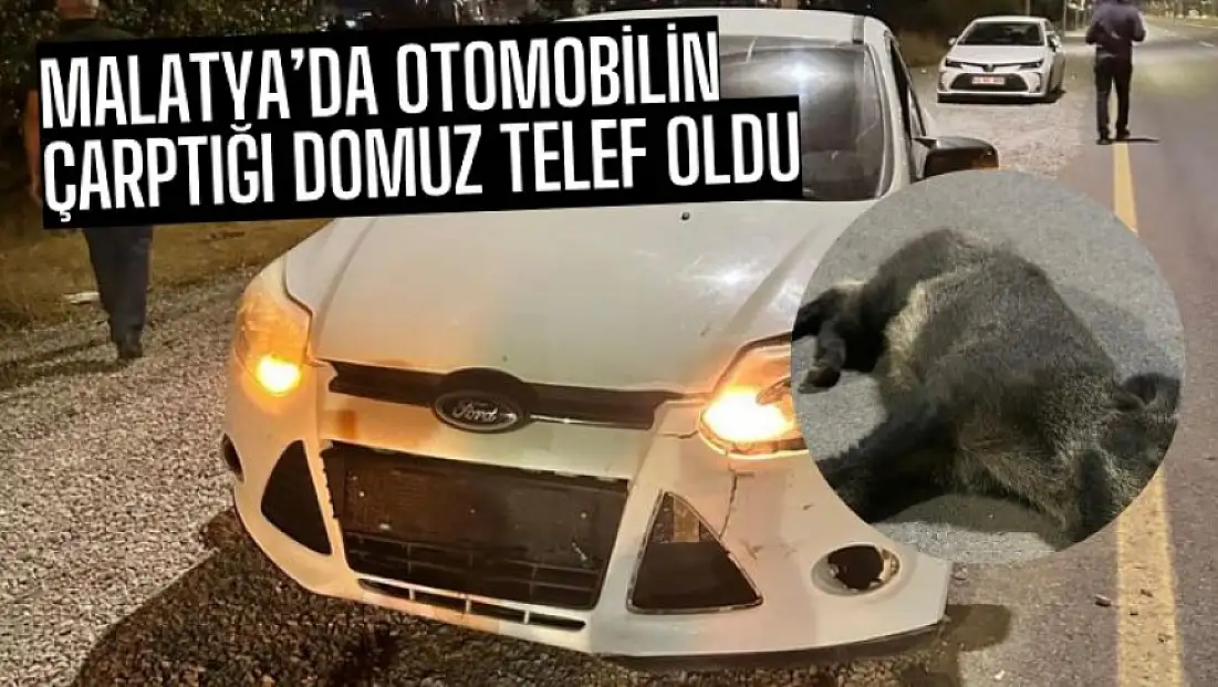 Malatya'da otomobilin çarptığı domuz telef oldu