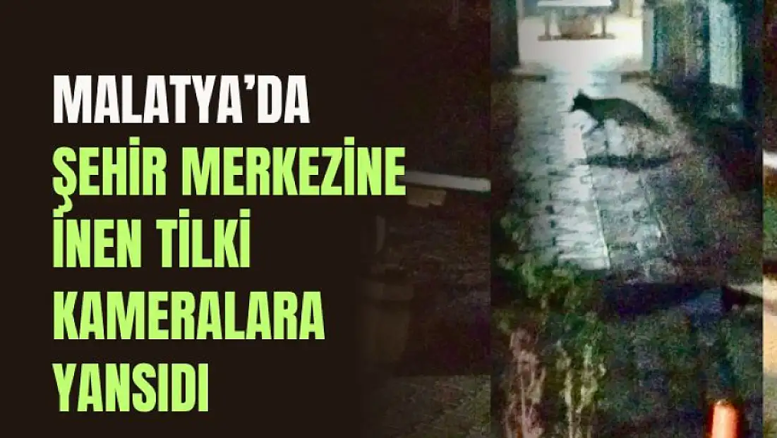 Malatya’da Şehir Merkezine İnen Tilki Kameralara Yansıdı