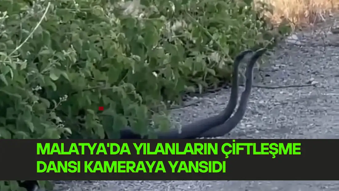 Malatya'da yılanların çiftleşme dansı kameraya yansıdı