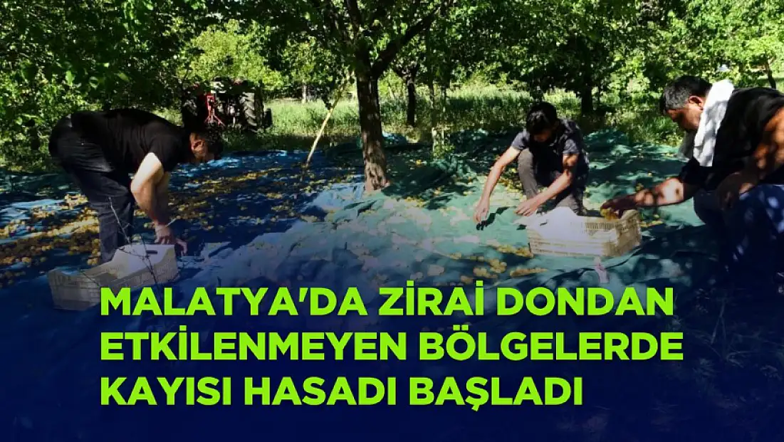 Malatya'da zirai dondan etkilenmeyen bölgelerde kayısı hasadı başladı