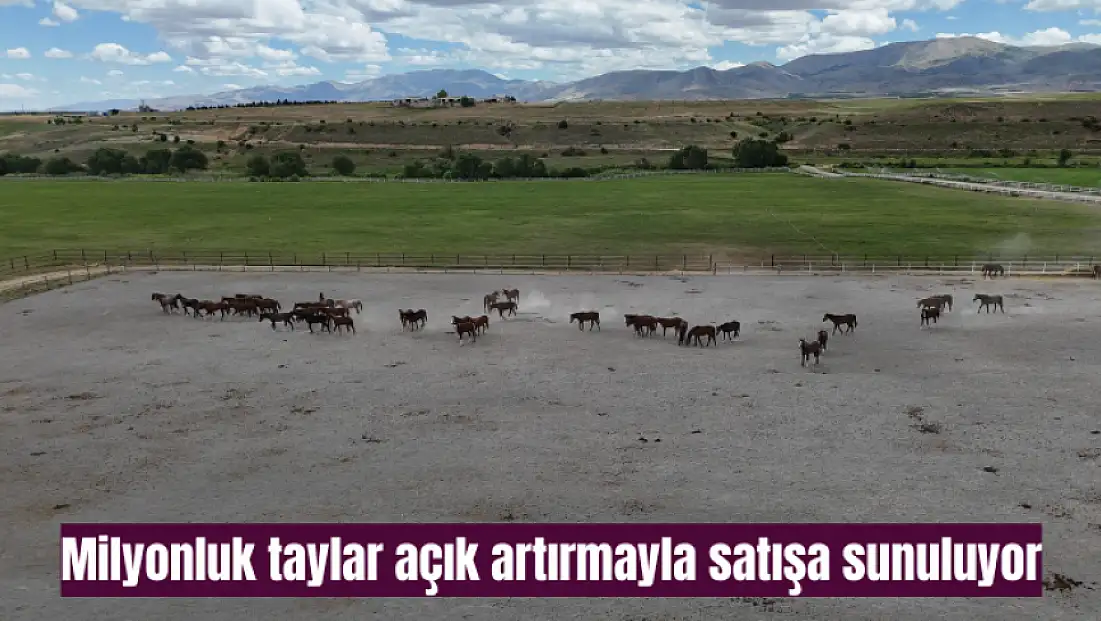 Milyonluk taylar açık artırmayla satışa sunuluyor