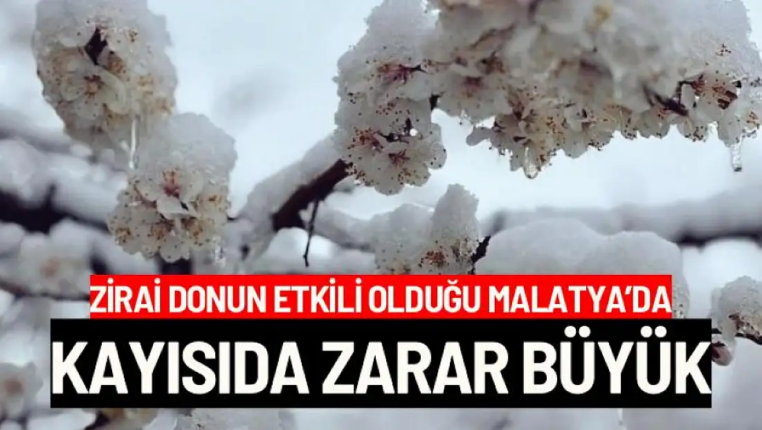Zirai donun etkili olduğu Malatya’da kayısıda zarar büyük