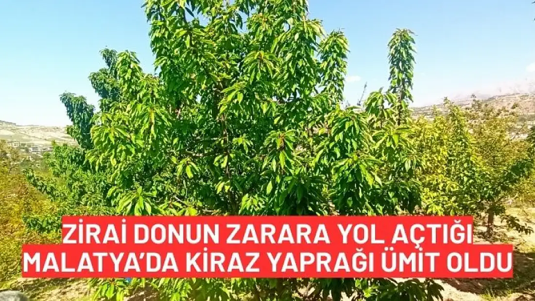 Zirai donun zarara yol açtığı Malatya'da kiraz yaprağı ümit oldu