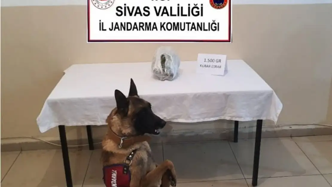 '1.5 kilo kubar esrar ele geçirildi'