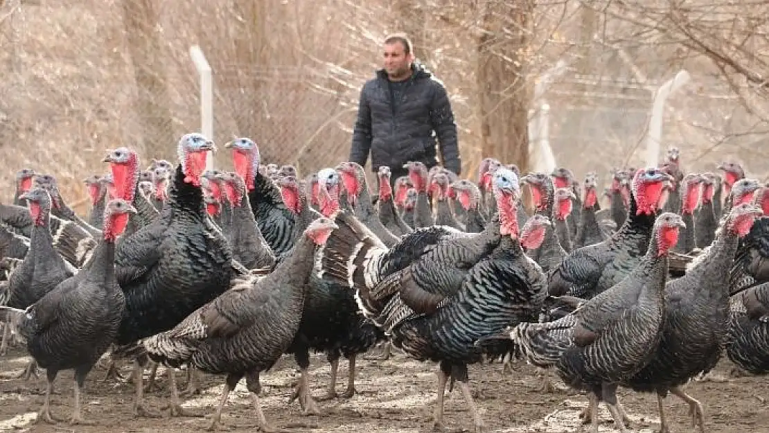 '10 tane hindiyle başladı, sürü sahibi oldu, yılbaşını iple çekiyor'