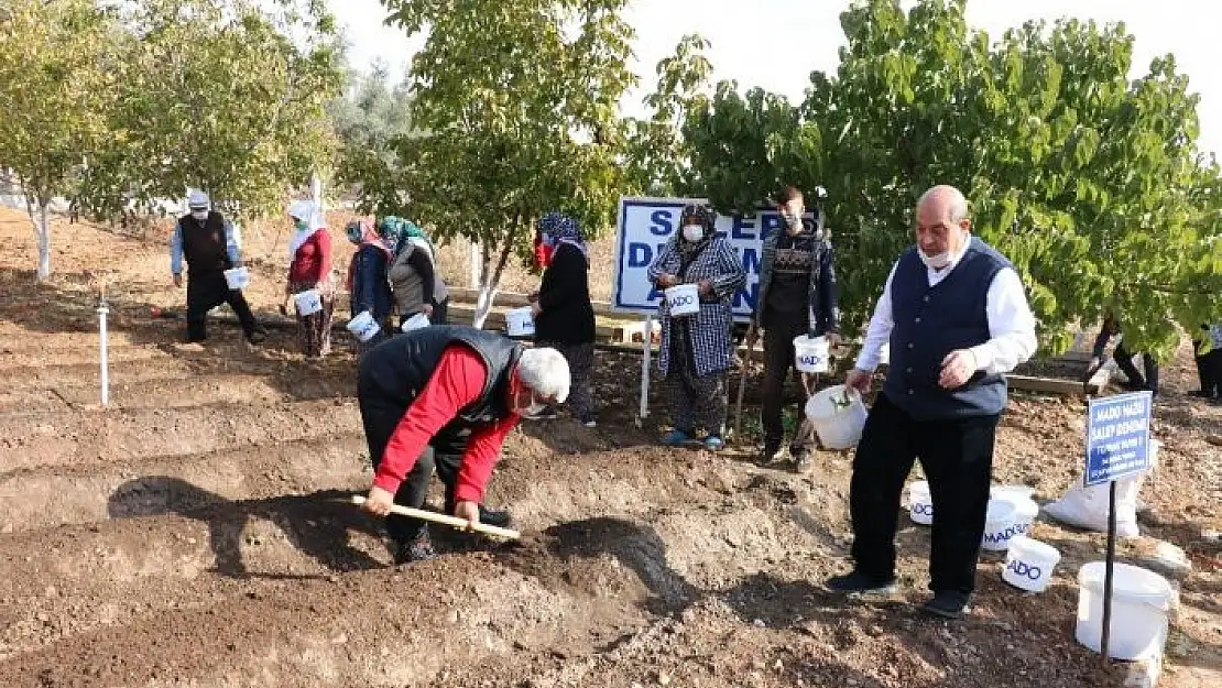 '10 yıl alım garantisi var... Salep tohumları toprakla buluştu'