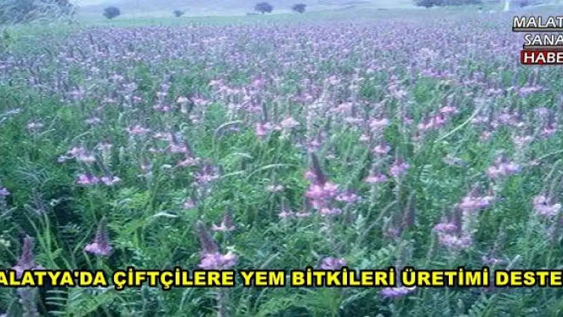 MALATYA'DA ÇİFTÇİLERE YEM BİTKİLERİ ÜRETİMİ DESTEĞİ