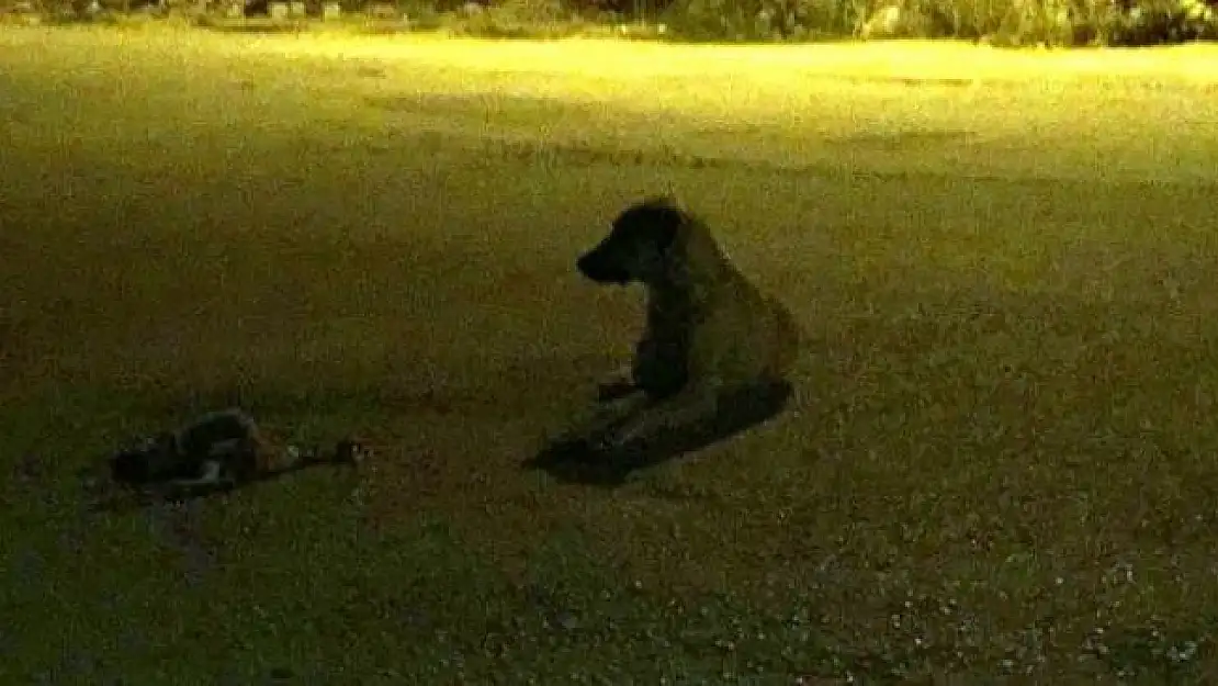 Kazada Ölen Yavrusunun Başından Ayrılmadı