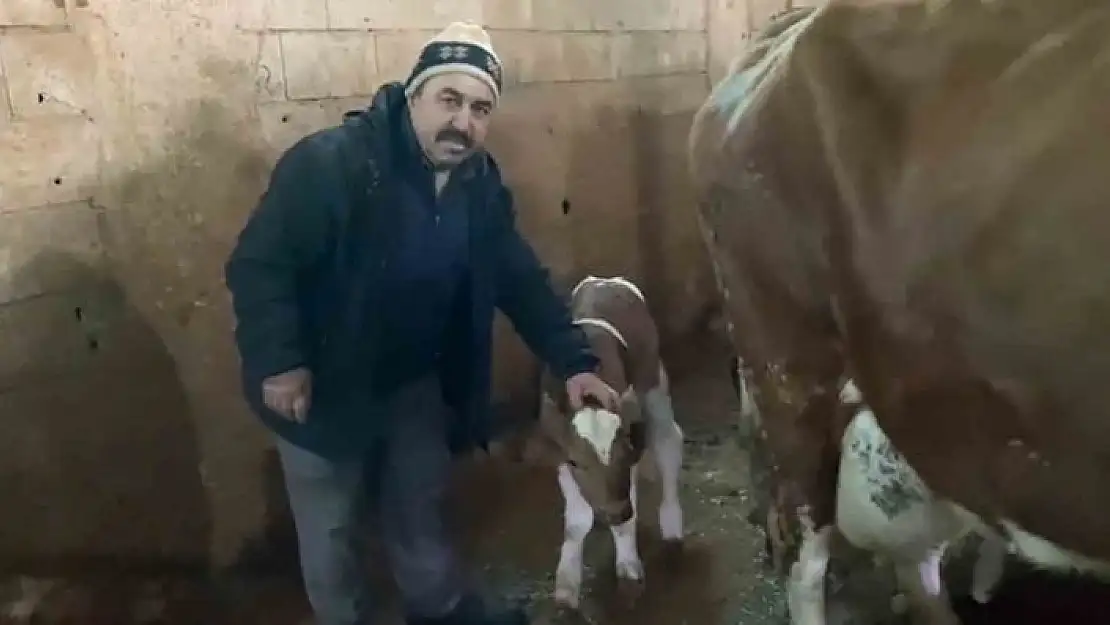 '15 gün erken doğan buzağılara ''Deprem 1'' ve ''Deprem 2'' ismini verdi'