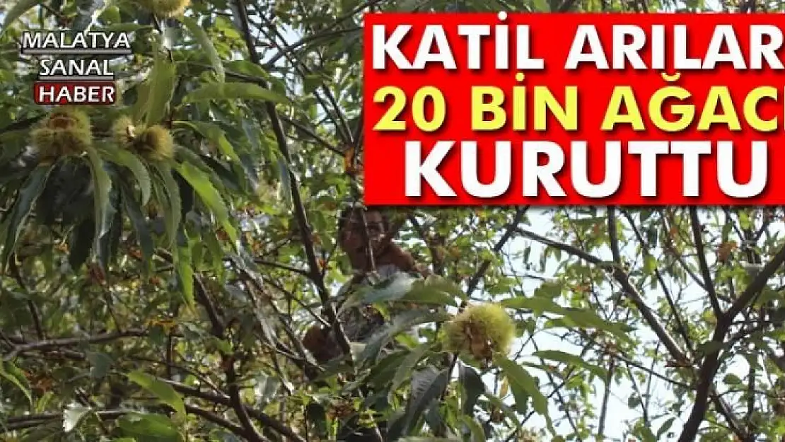 Katil arılar 20 bin ağacı kuruttu