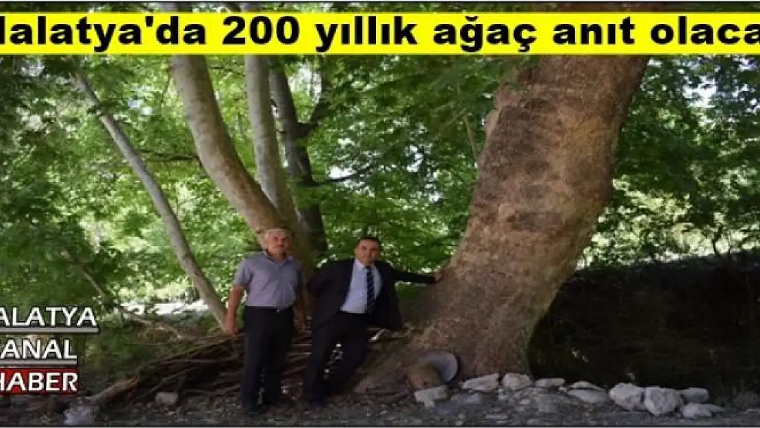 Malatya'da 200 yıllık ağaç anıt olacak