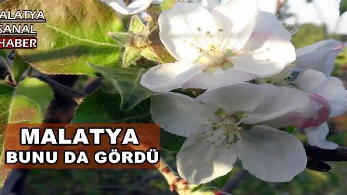 Malatya Bunu da Gördü