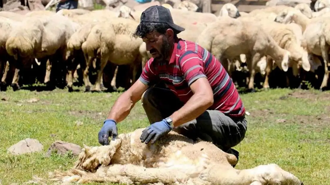 '2 bin 220 rakımlı yaylada koyun kırkma mesaisi başladı'