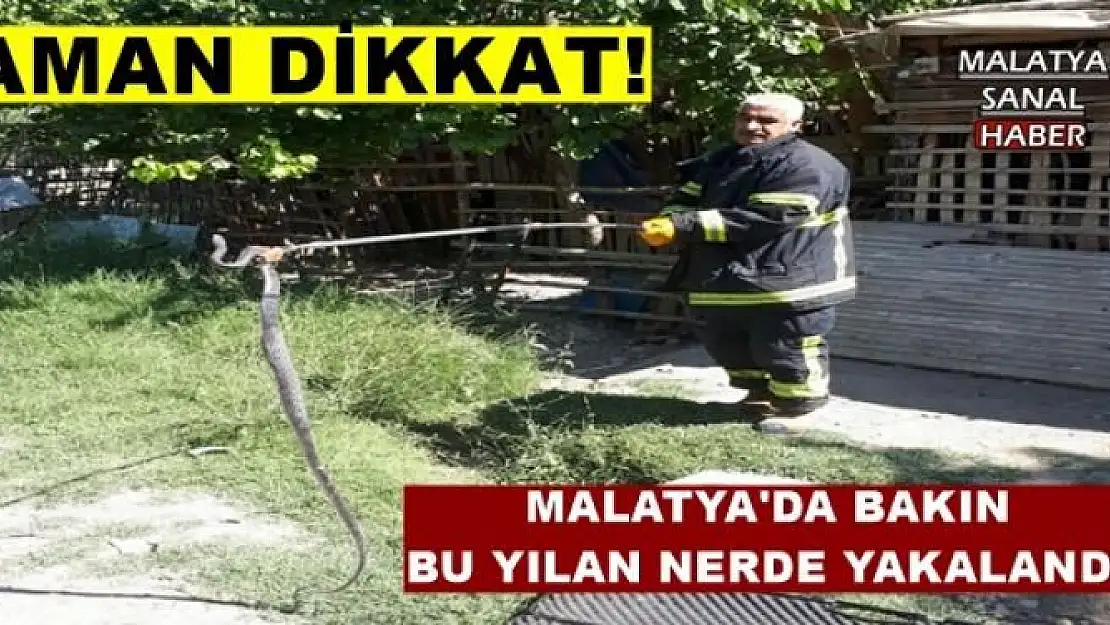 MALATYA'DA BAKIN  BU YILAN NERDE YAKALANDI