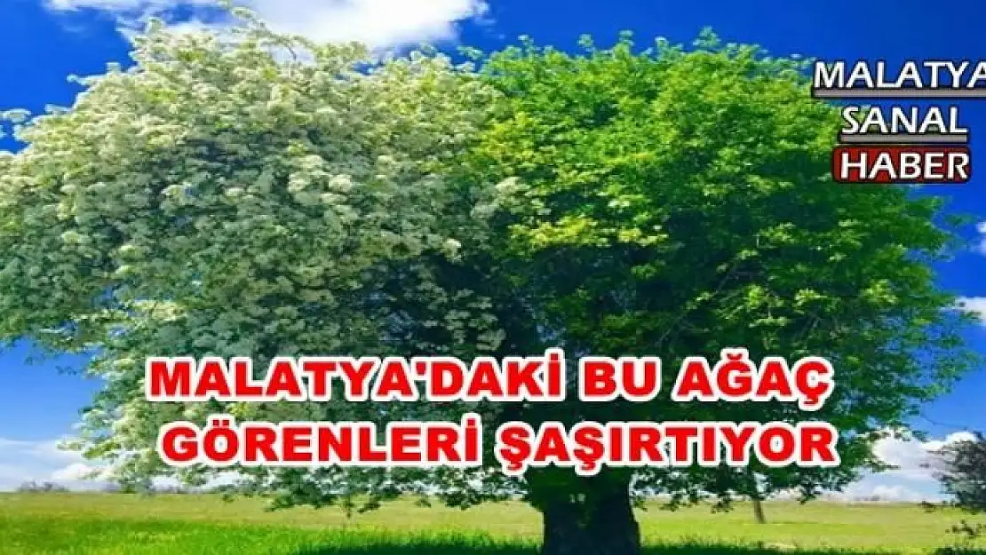 MALATYA'DAKİ AĞAÇ GÖRENLERİ ŞAŞIRTIYOR
