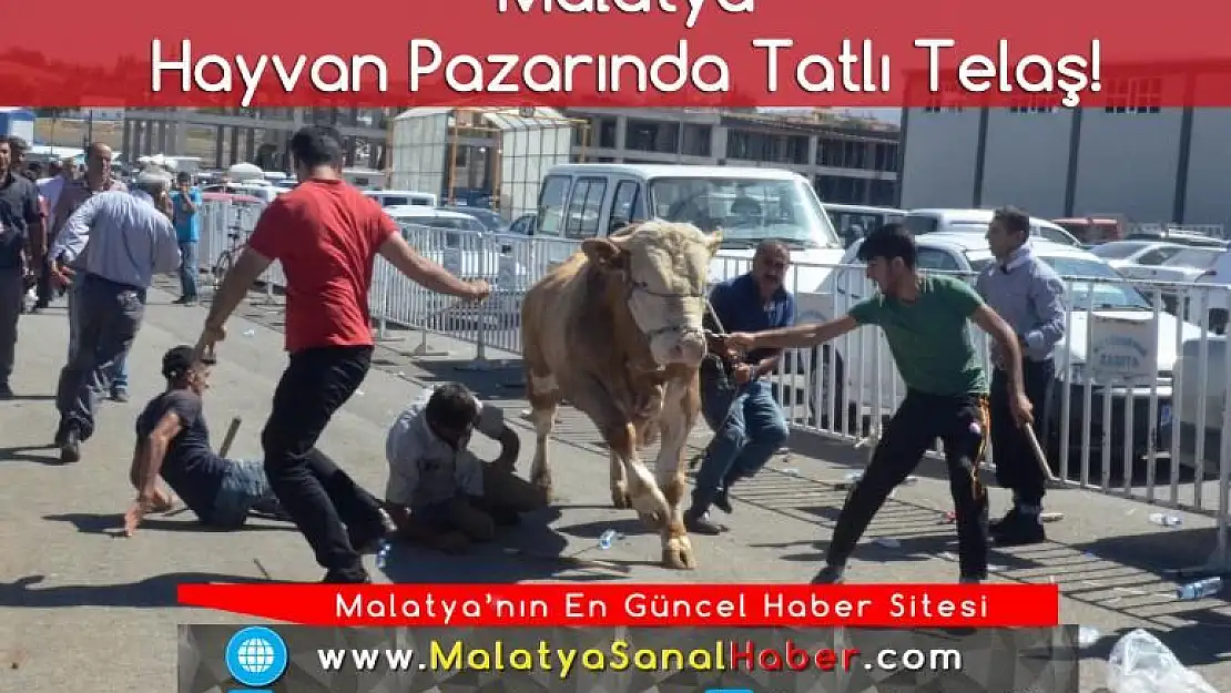  Malatya Hayvan Pazarında Tatlı Telaş!