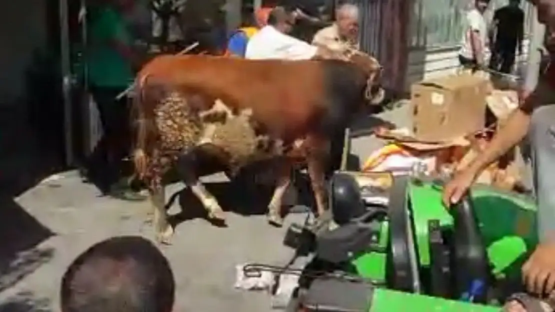 Malatya'da Sahibinden kaçan kurbanlık tosun tatlıcı dükkanına daldı