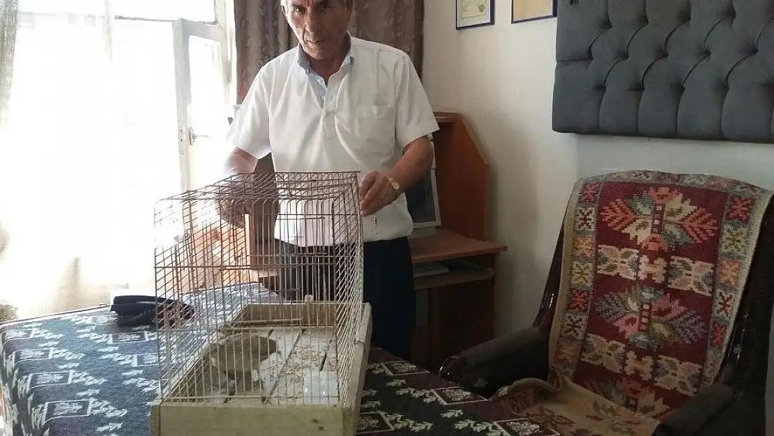 'Av için kafeste yavru keklik besledi, 3 bin 950 lira ceza yedi'