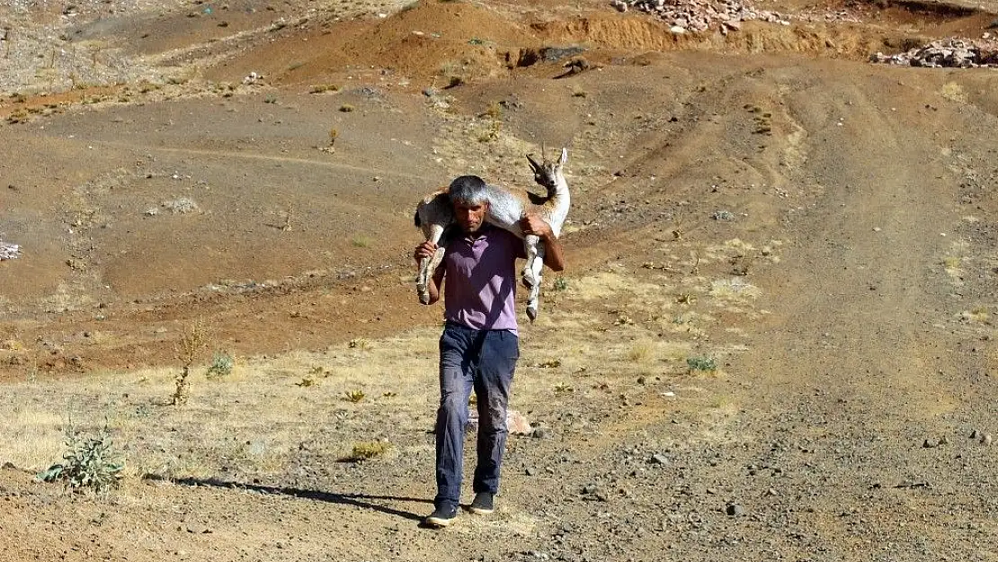 'Yaralı dağ keçisini kilometrelerce sırtında taşıdı'
