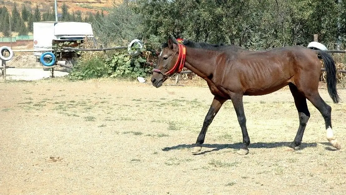 'Ölüme terk edilmişti, şimdi dörtnala koşuyor'