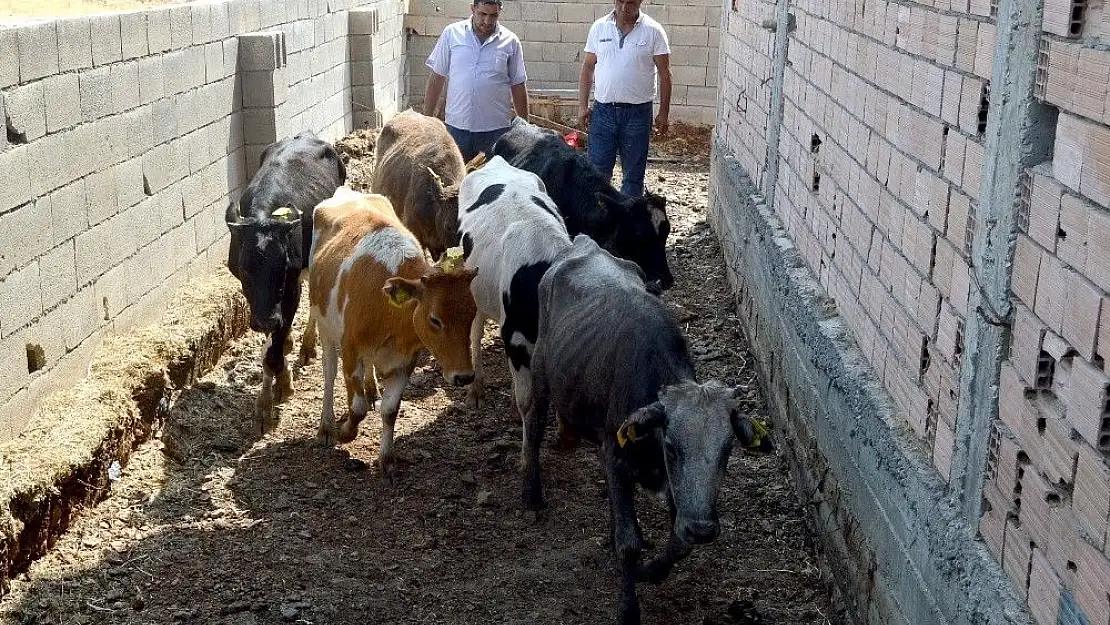 'Besni ilçesinde genç çiftçilere 60 büyükbaş hayvan dağıtıldı'