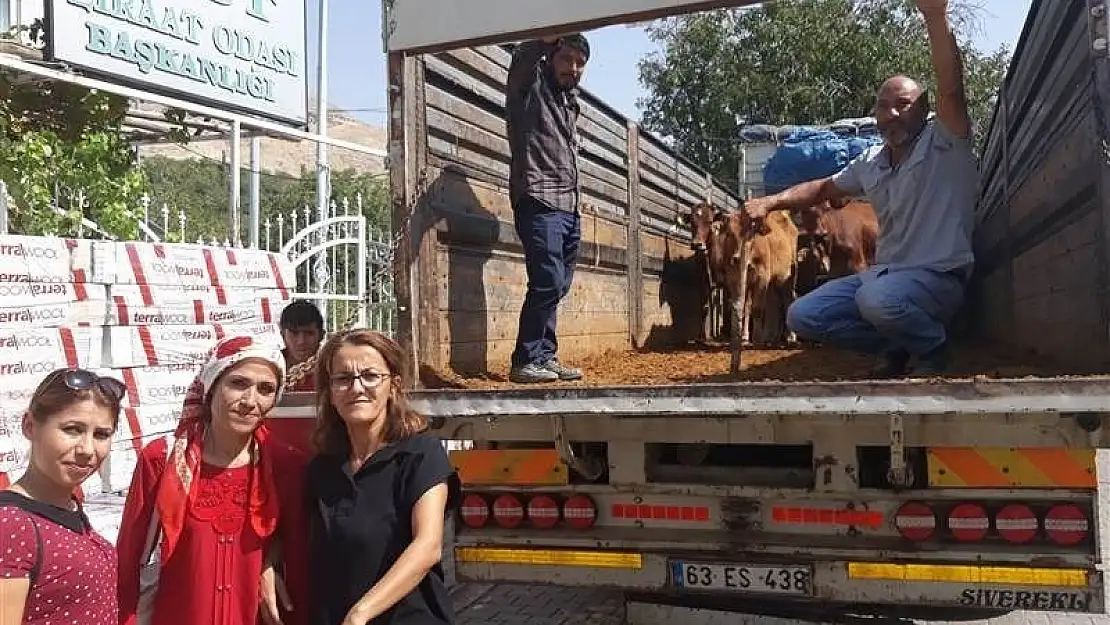 'Tut ilçesinde genç çiftçilere büyükbaş hayvan desteği'