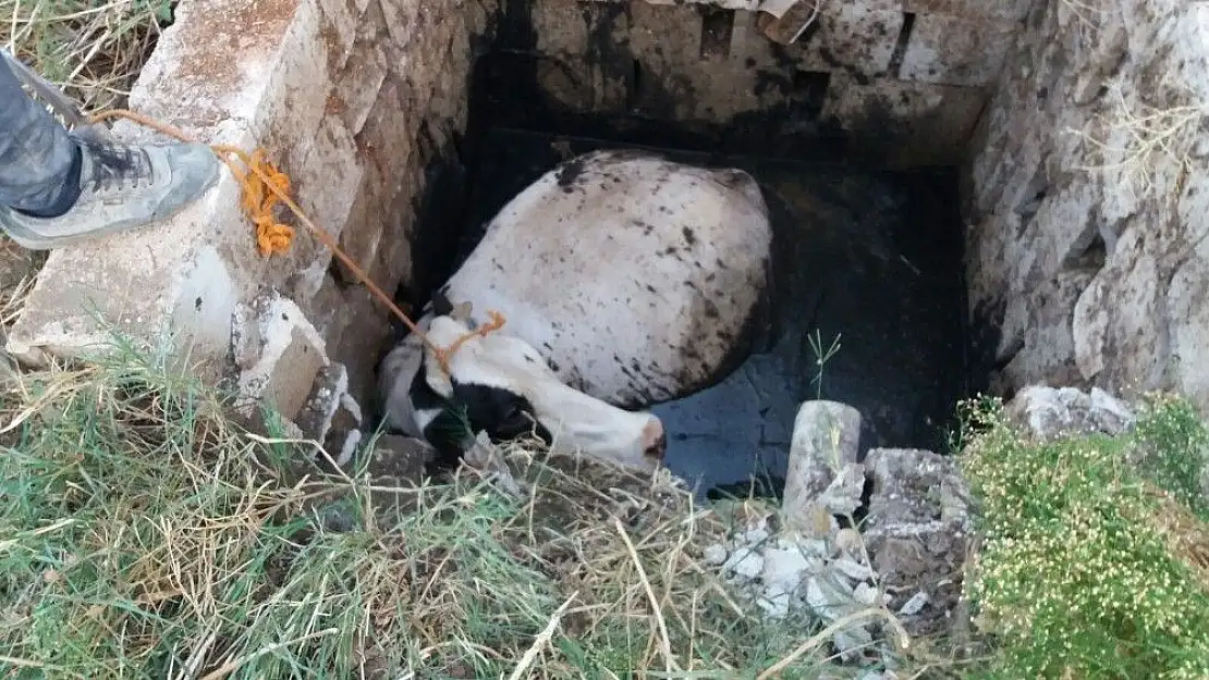 'Foseptik çukurunda inek kurtarma operasyonu'