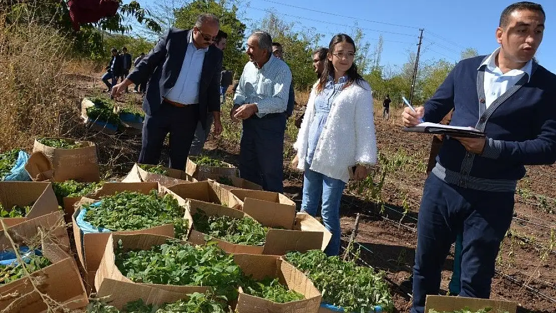 'Suşehri´nde tıbbi ve aromali bitki üretimi.'