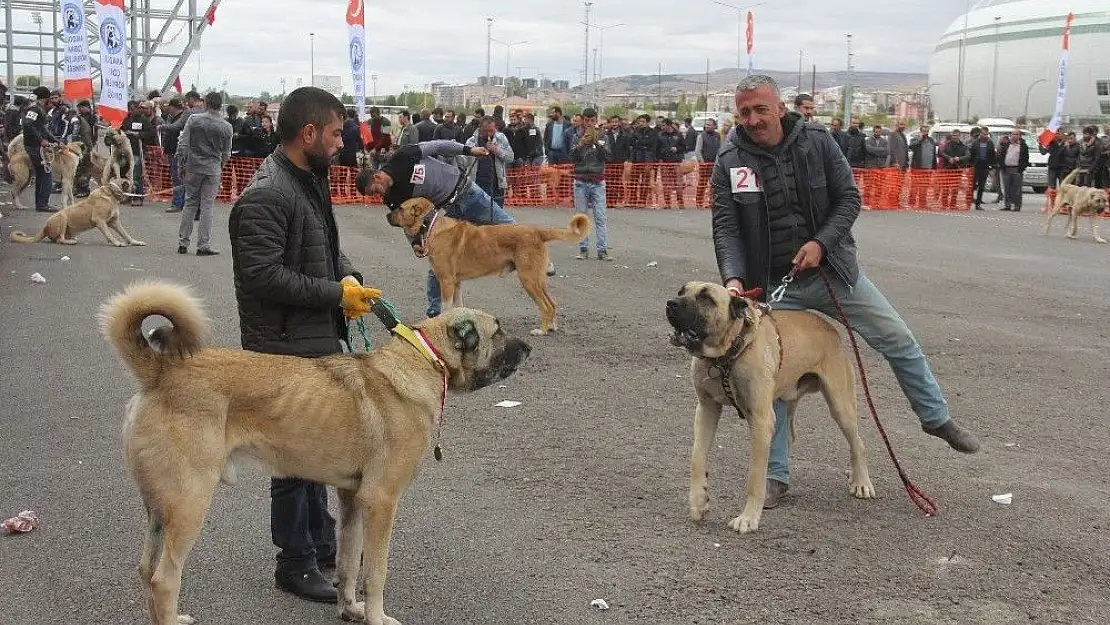 'Sivas´ta Çoban köpekleri güzellik yarışması'
