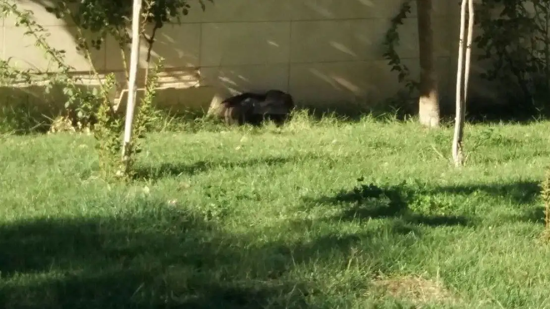 'Hastane bahçesinde şüpheli paket'