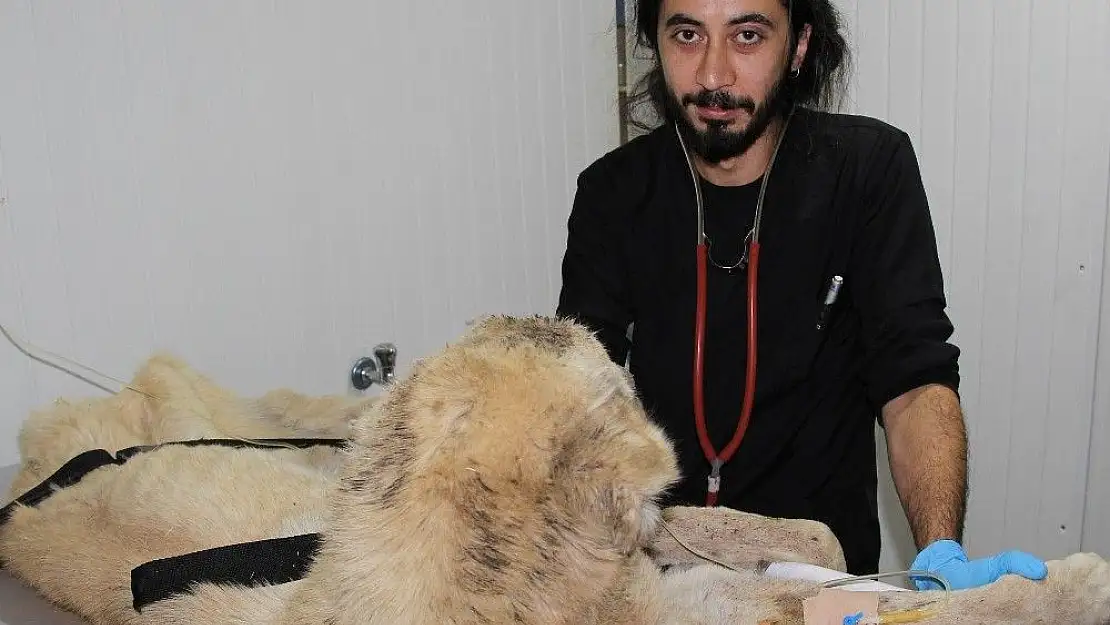 'Açlıktan ölmek üzere olan Kangal cinsi köpeğe yardım eli'