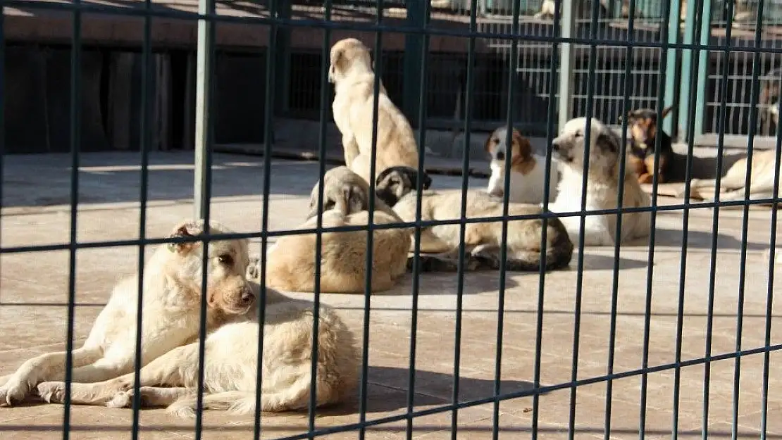 'Hayvan barınağında 408 sahipsiz köpek tedavi edildi'