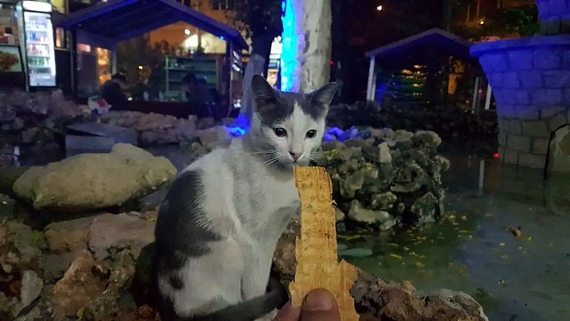 'Tarhana bağımlısı kedi'
