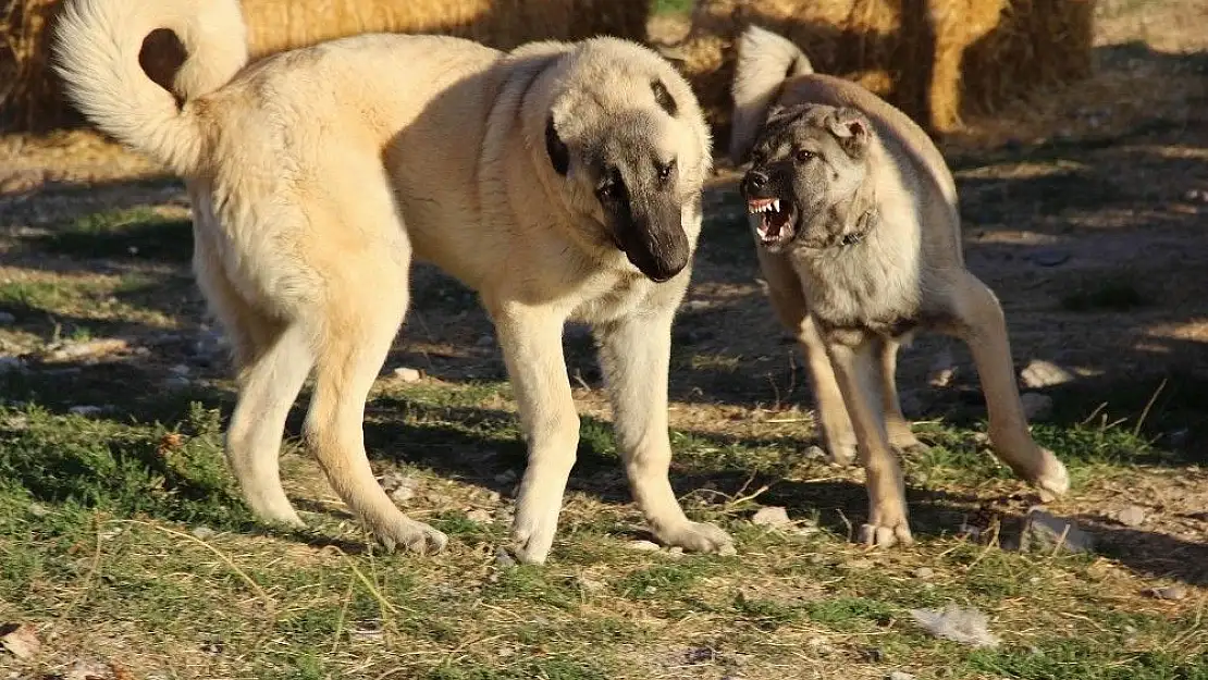 'Kangal köpekleri, Cumhurbaşkanlığı külliyesinin korunmasına talip'