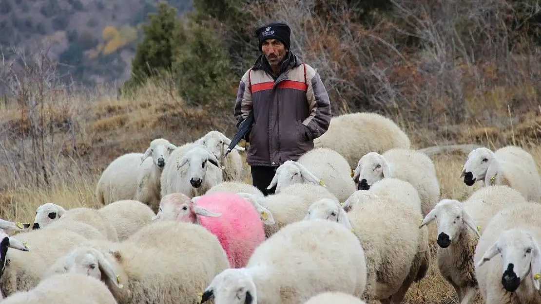 'Dedenin torununa hediye ettiği kuzu sürü sahibi yaptı'