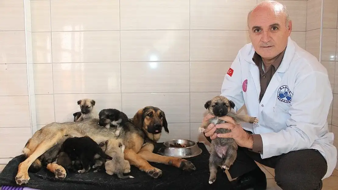 'Köylü ağlayarak yardım istedi, 21 yavru köpek kurtarıldı'