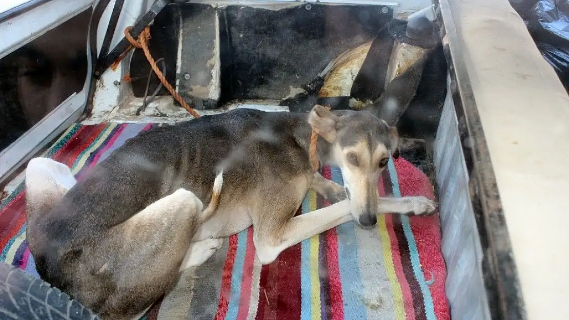 'Vatandaşların içini sızlatan köpeğin sahibinin rahat tavırları dikkat çekti'
