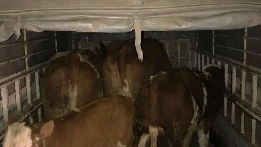 'Elazığ´da hayvan hırsızları yakalandı'