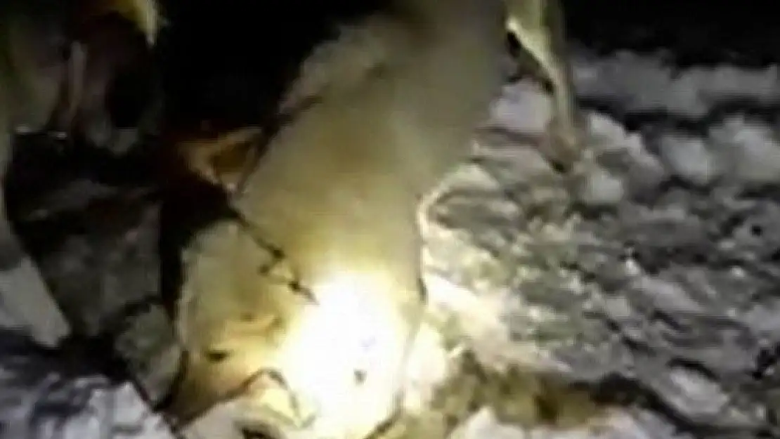 'Sürüye saldıran kurdu, kangal köpekleri boğdu'