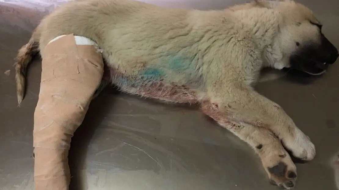 'Kazada yaralanan köpek tedavi altına alındı'
