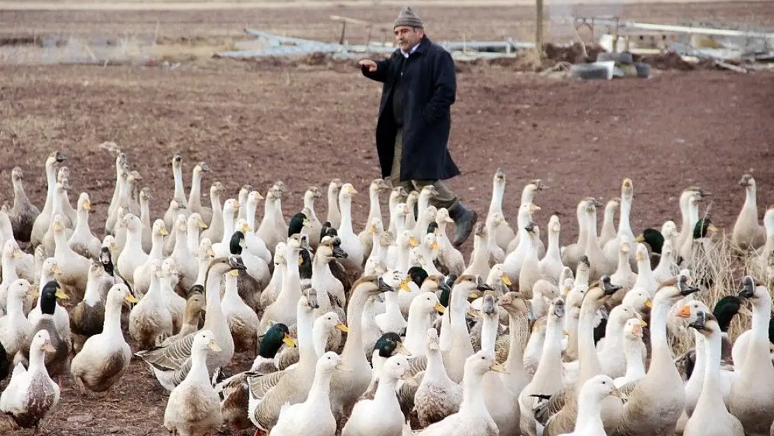 '20 kazla başladı, hedefi üç yılda 50 bin kaz'