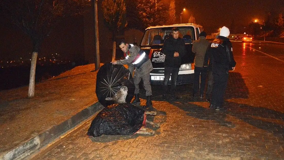 'Jandarma, yaralı eşek ıslanmasın diye şemsiye tuttu'