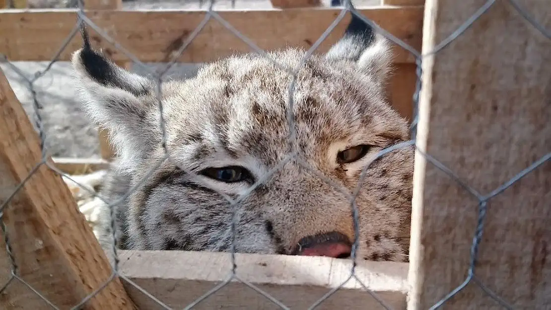 'Vaşağı kedi gibi sevdi'