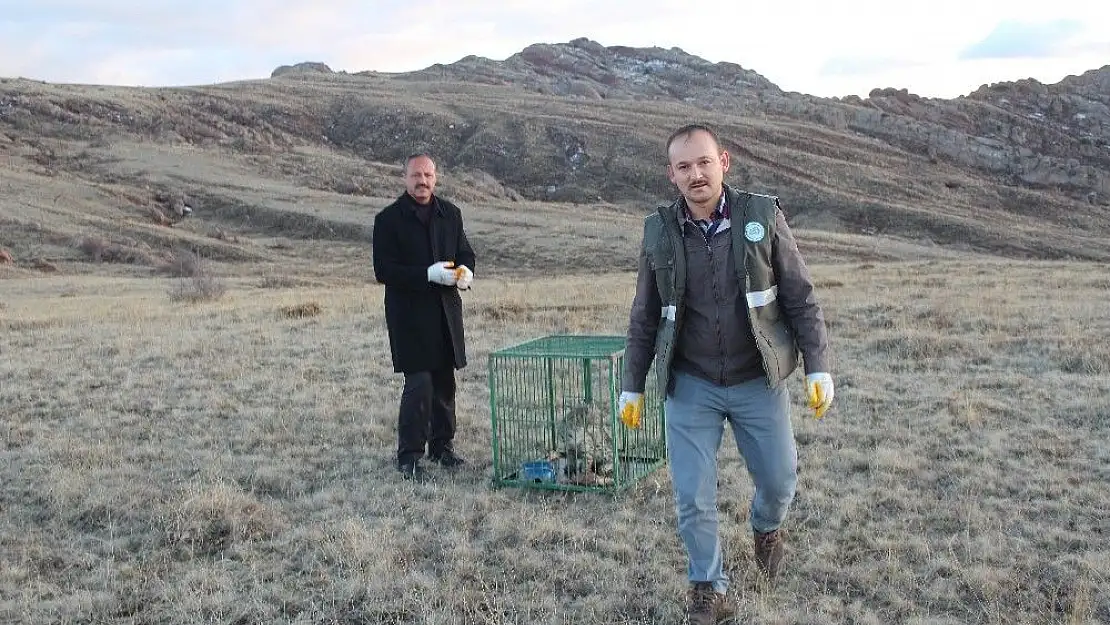 'Yavru vaşak ''Uysal'' doğaya bırakıldı'